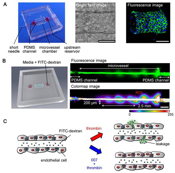 Nanotheranostics Image