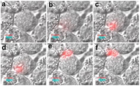 Nanotheranostics Image