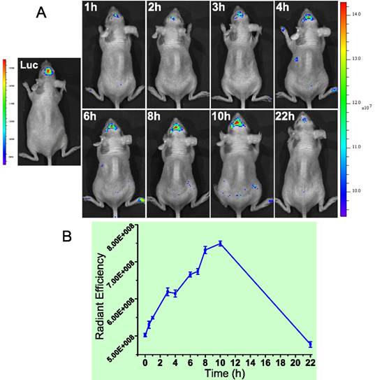 Nanotheranostics Image