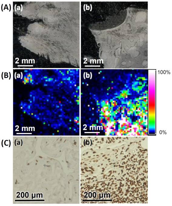 Nanotheranostics Image