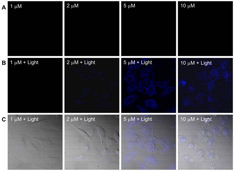 Nanotheranostics Image