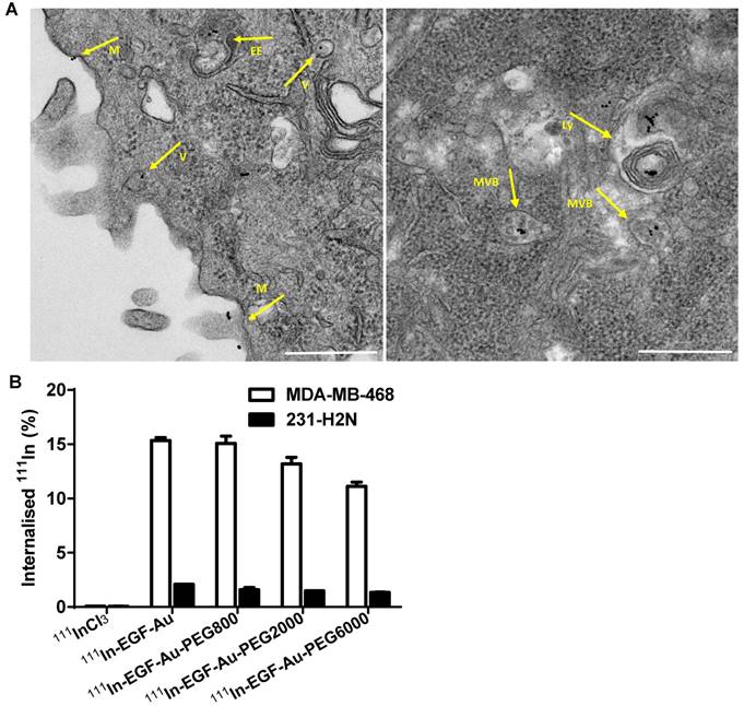 Nanotheranostics Image