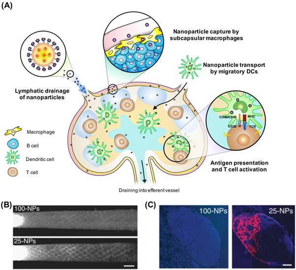 Nanotheranostics Image