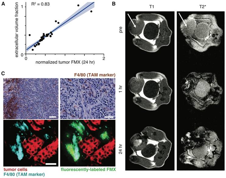 Nanotheranostics Image