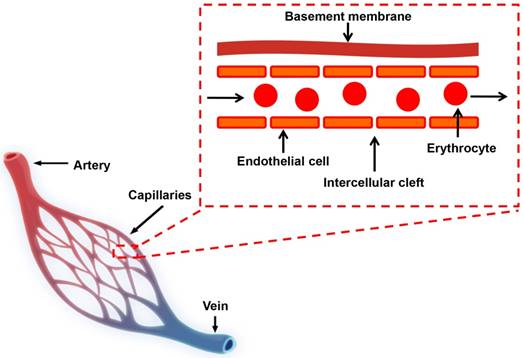 Nanotheranostics Image