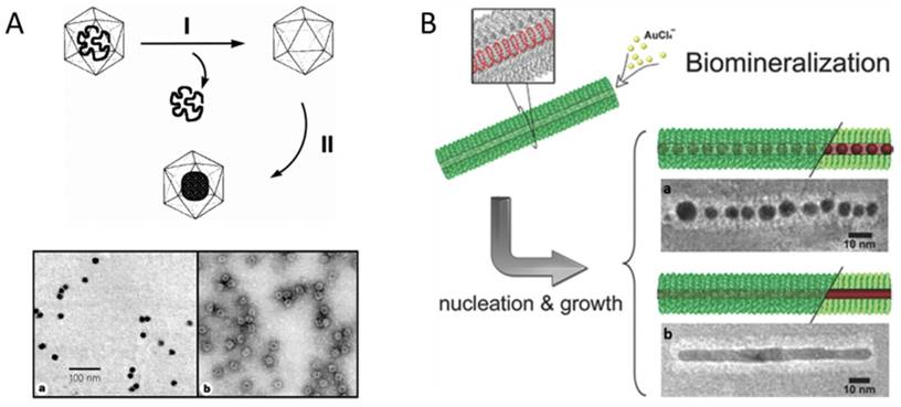 Nanotheranostics Image