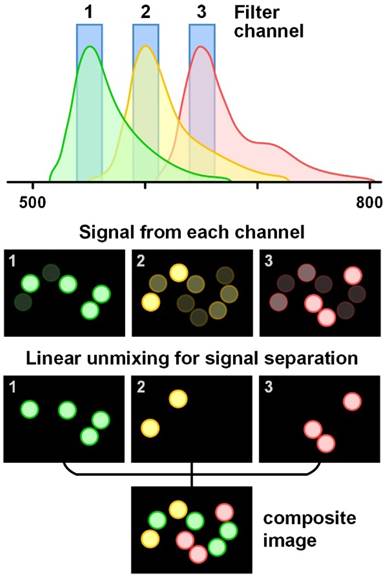 Nanotheranostics Image