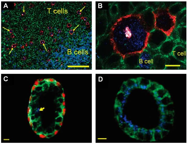 Nanotheranostics Image