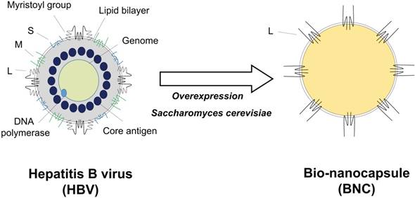 Nanotheranostics Image