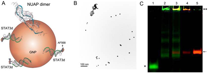 Nanotheranostics Image