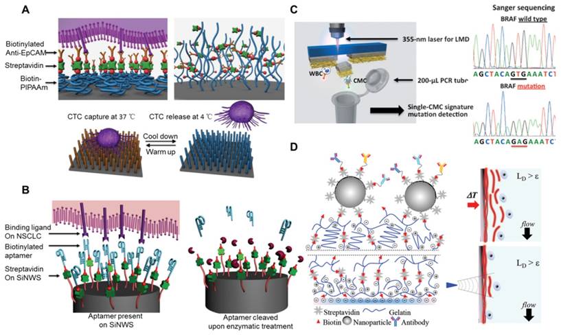 Nanotheranostics Image