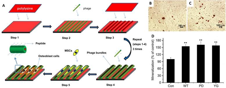 Nanotheranostics Image