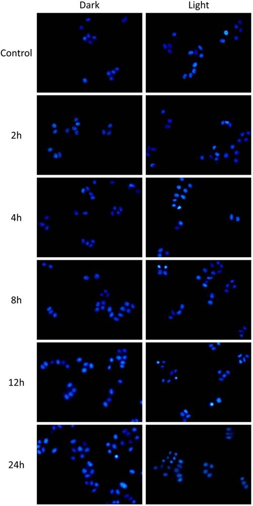 Nanotheranostics Image