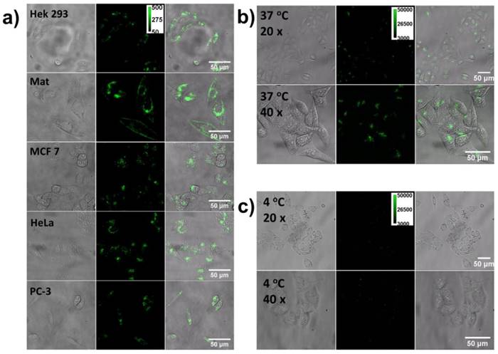 Nanotheranostics Image