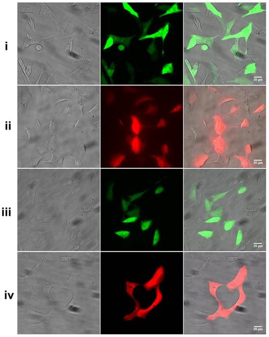 Nanotheranostics Image