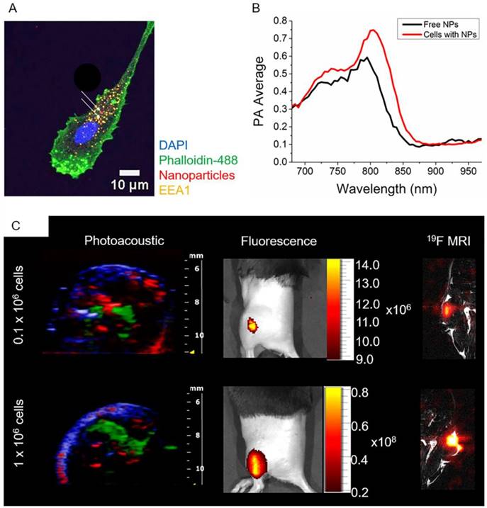 Nanotheranostics Image