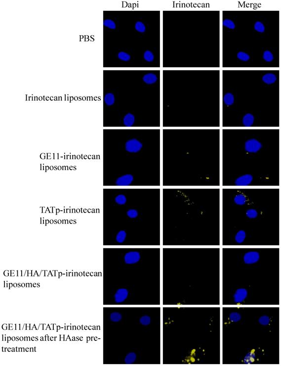 Nanotheranostics Image