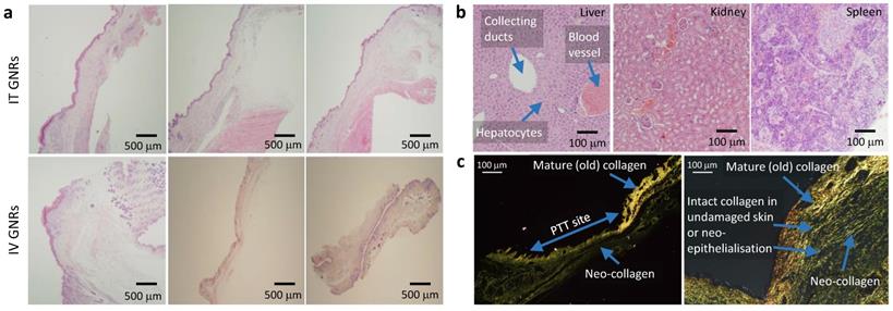 Nanotheranostics Image