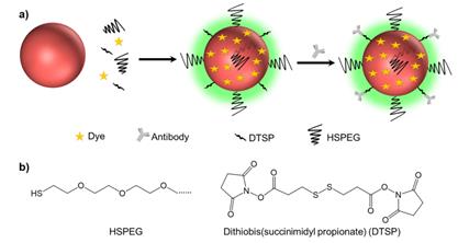 Nanotheranostics Image