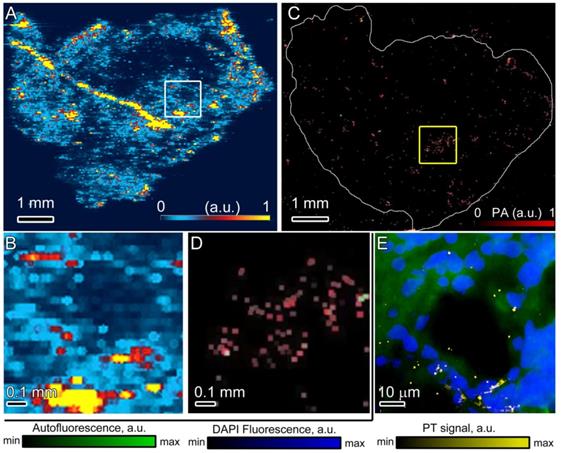 Nanotheranostics Image