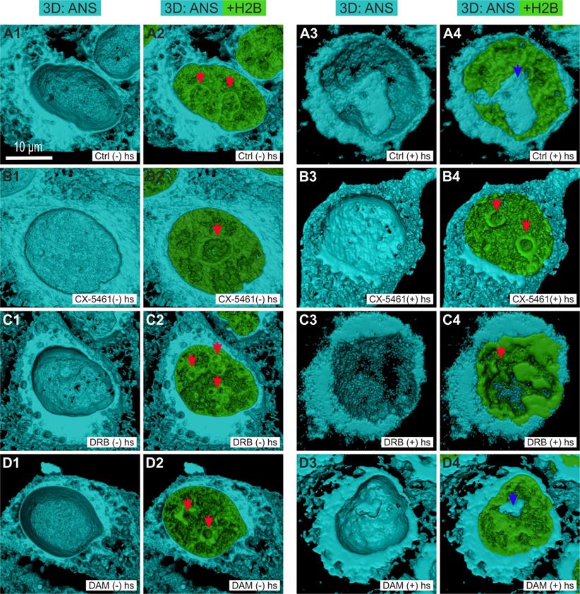 Nanotheranostics Image