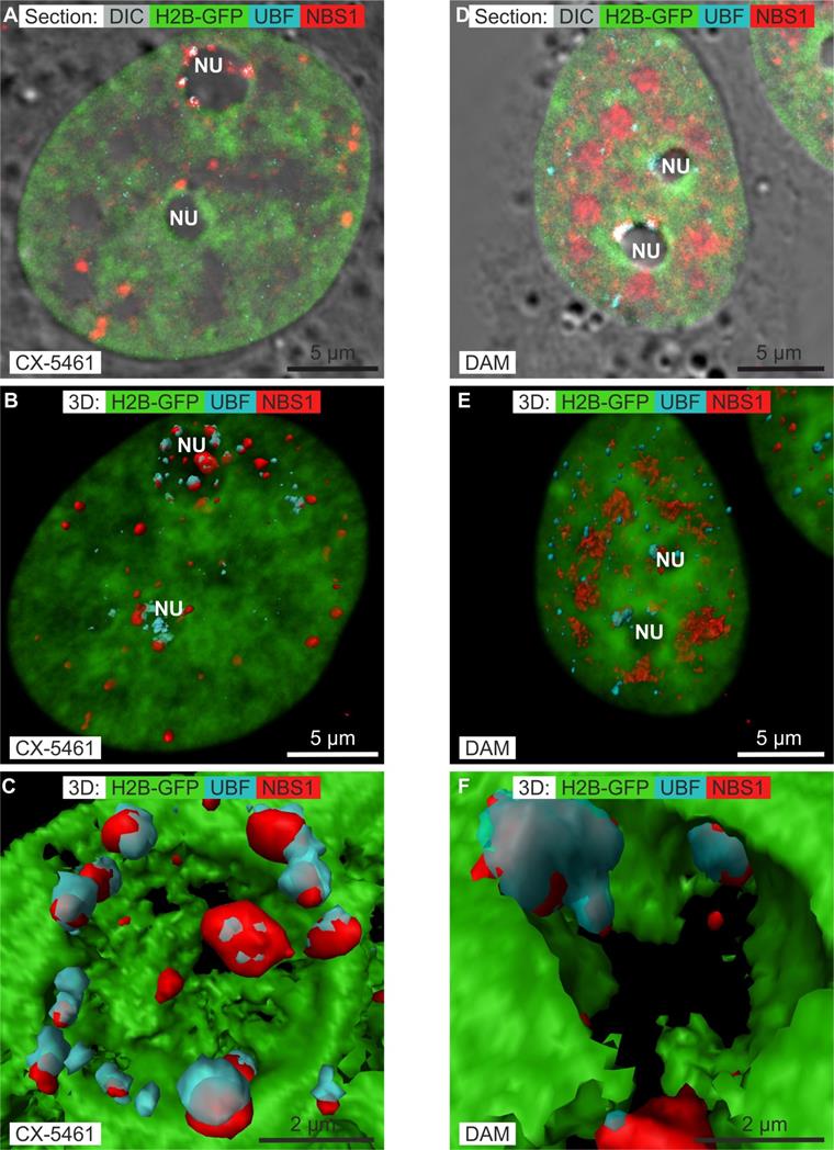 Nanotheranostics Image