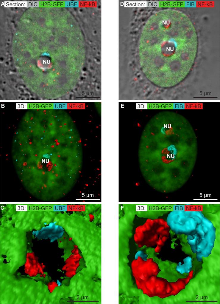 Nanotheranostics Image