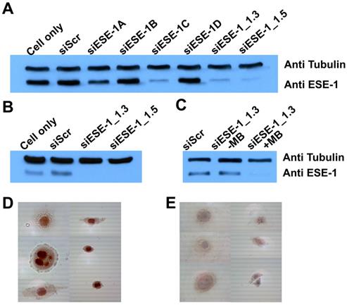 Nanotheranostics Image