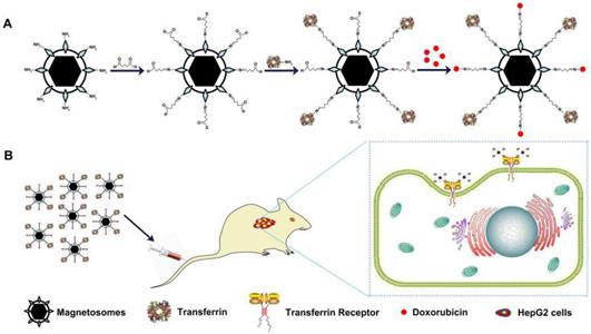 Nanotheranostics Image