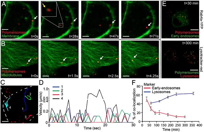 Nanotheranostics Image