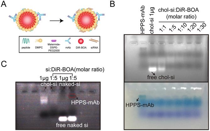 Nanotheranostics Image