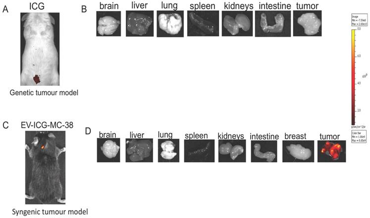 Nanotheranostics Image