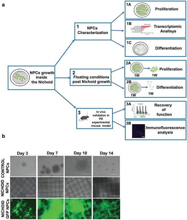 Nanotheranostics Image