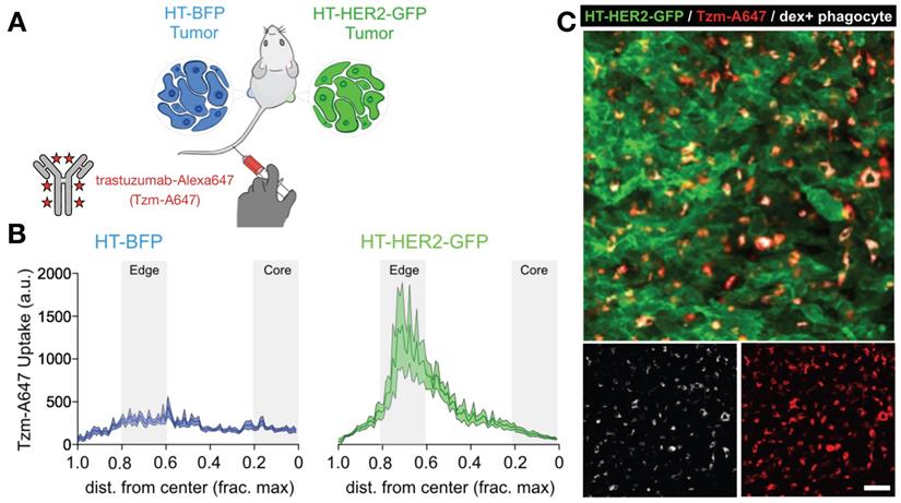 Nanotheranostics Image