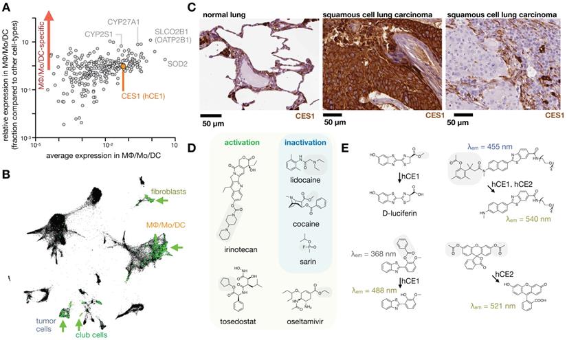 Nanotheranostics Image