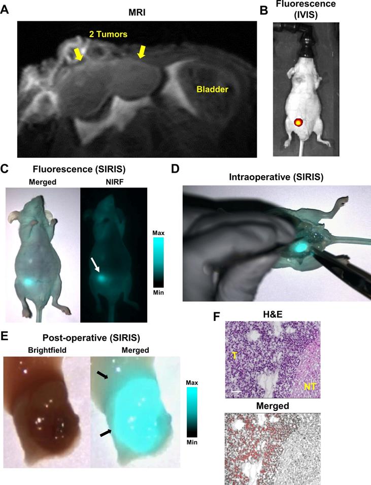 Nanotheranostics Image