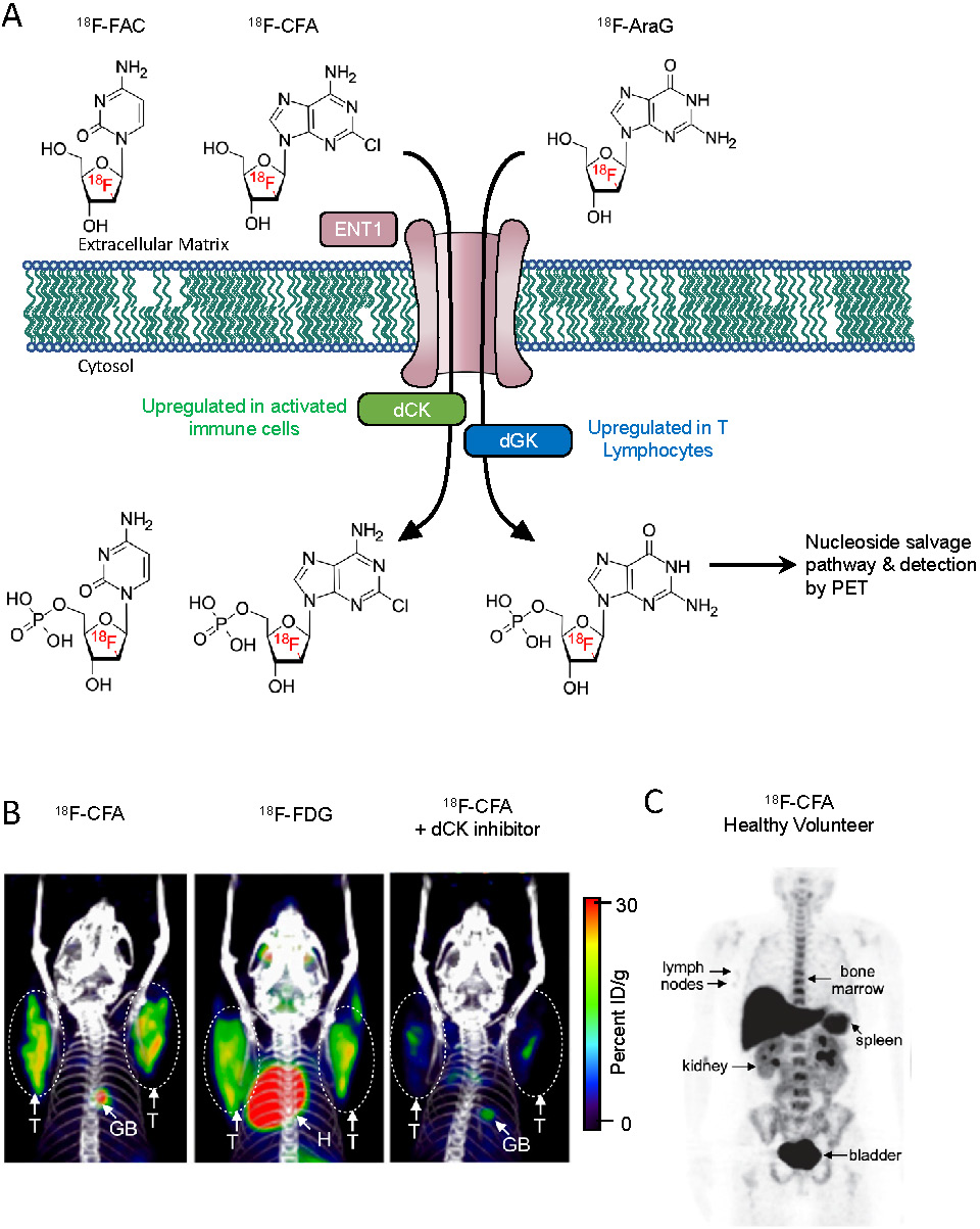 Nanotheranostics Image