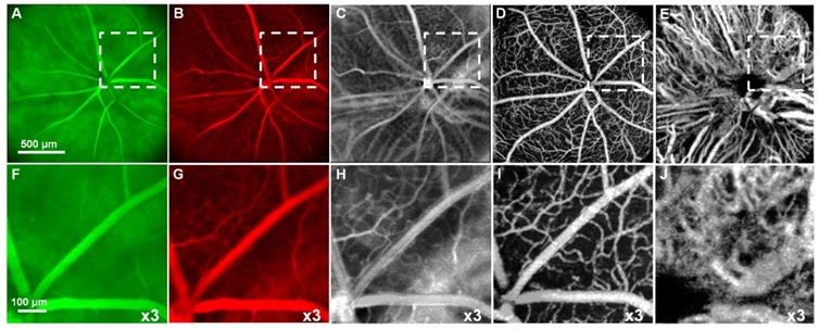 Nanotheranostics Image