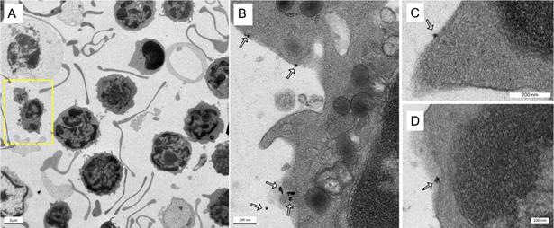 Nanotheranostics Image