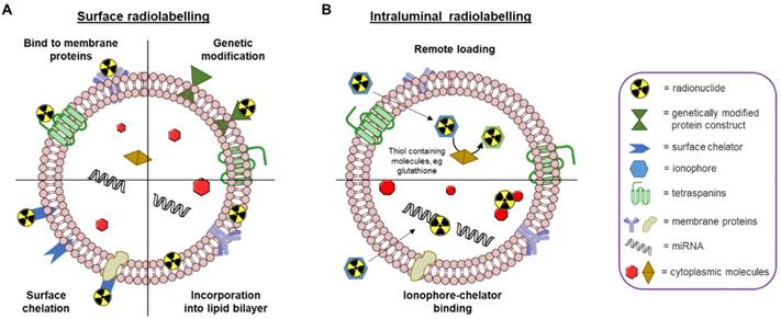 Nanotheranostics Image