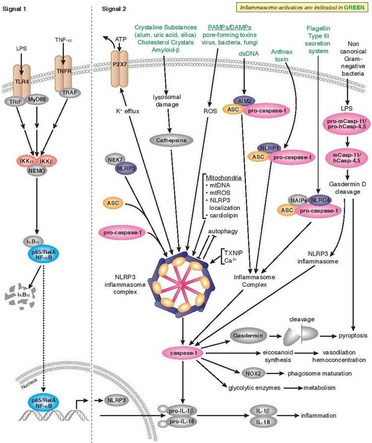 Nanotheranostics Image