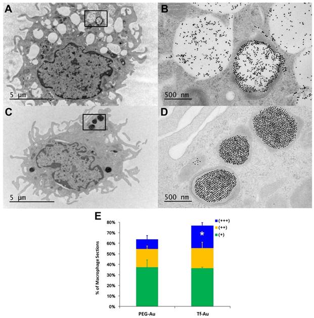 Nanotheranostics Image