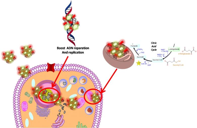 Nanotheranostics Image