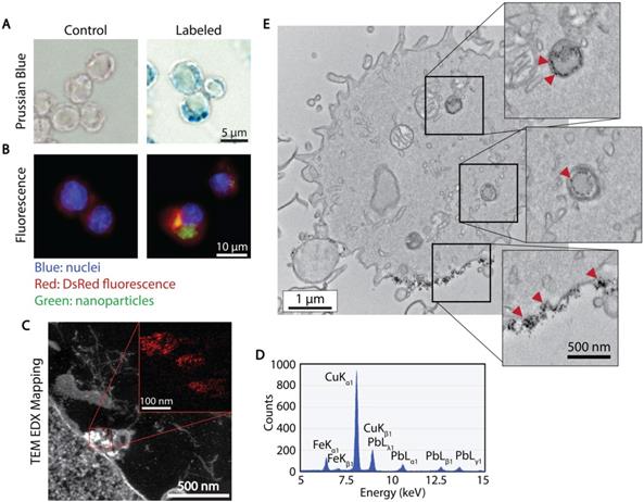 Nanotheranostics Image