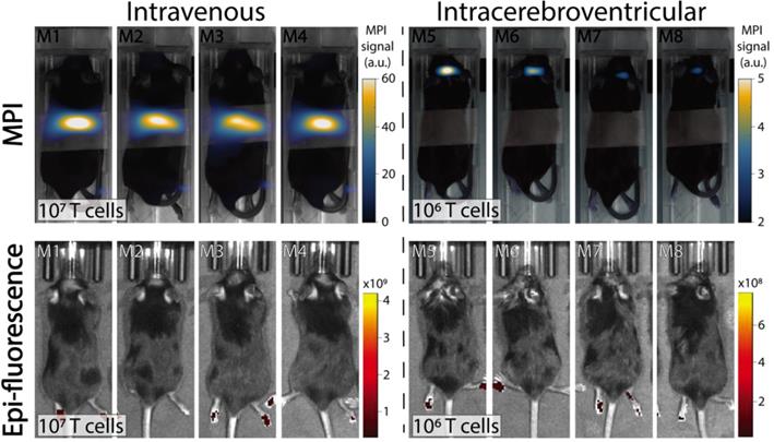 Nanotheranostics Image