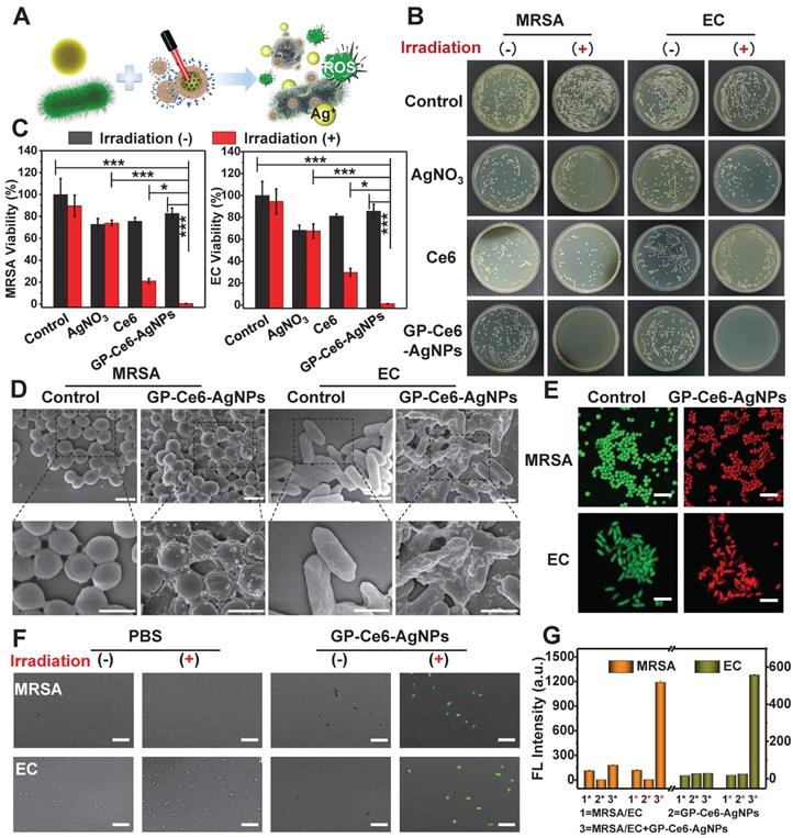 Nanotheranostics Image