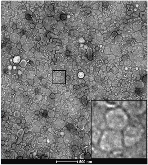 Nanotheranostics Image