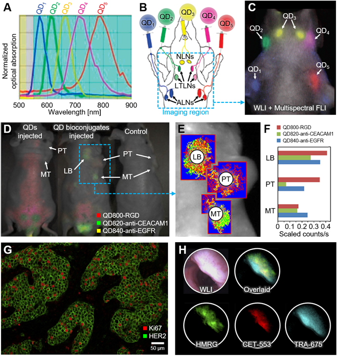 Nanotheranostics Image