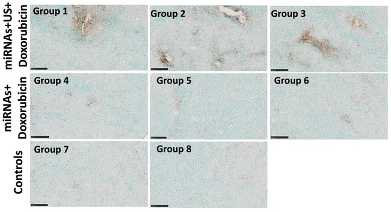 Nanotheranostics Image