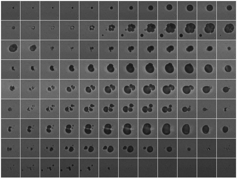 Nanotheranostics Image